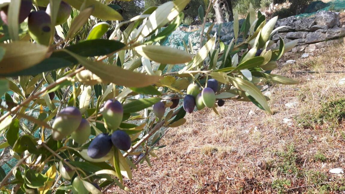 The Olive Grove House Villa Kassiopi Buitenkant foto